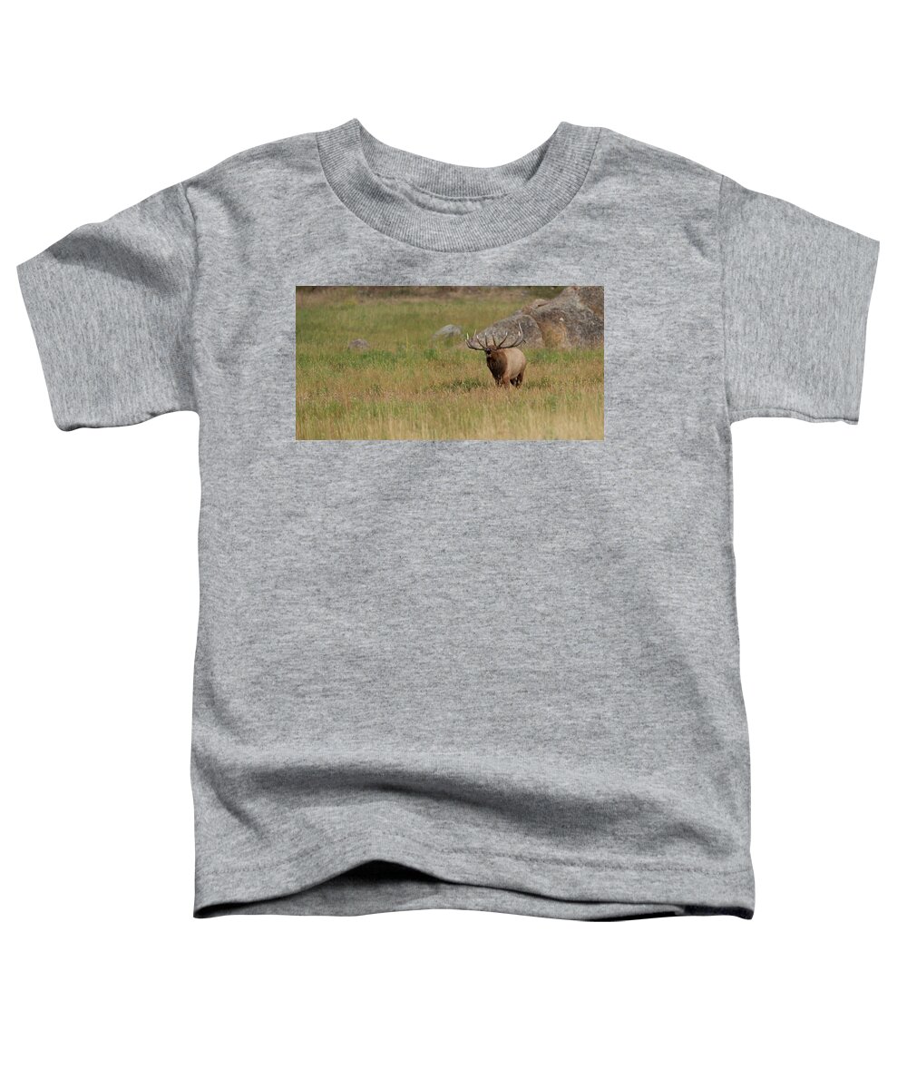 Rocky Toddler T-Shirt featuring the photograph Rocky Mountain Elk Bugle by Gary Langley