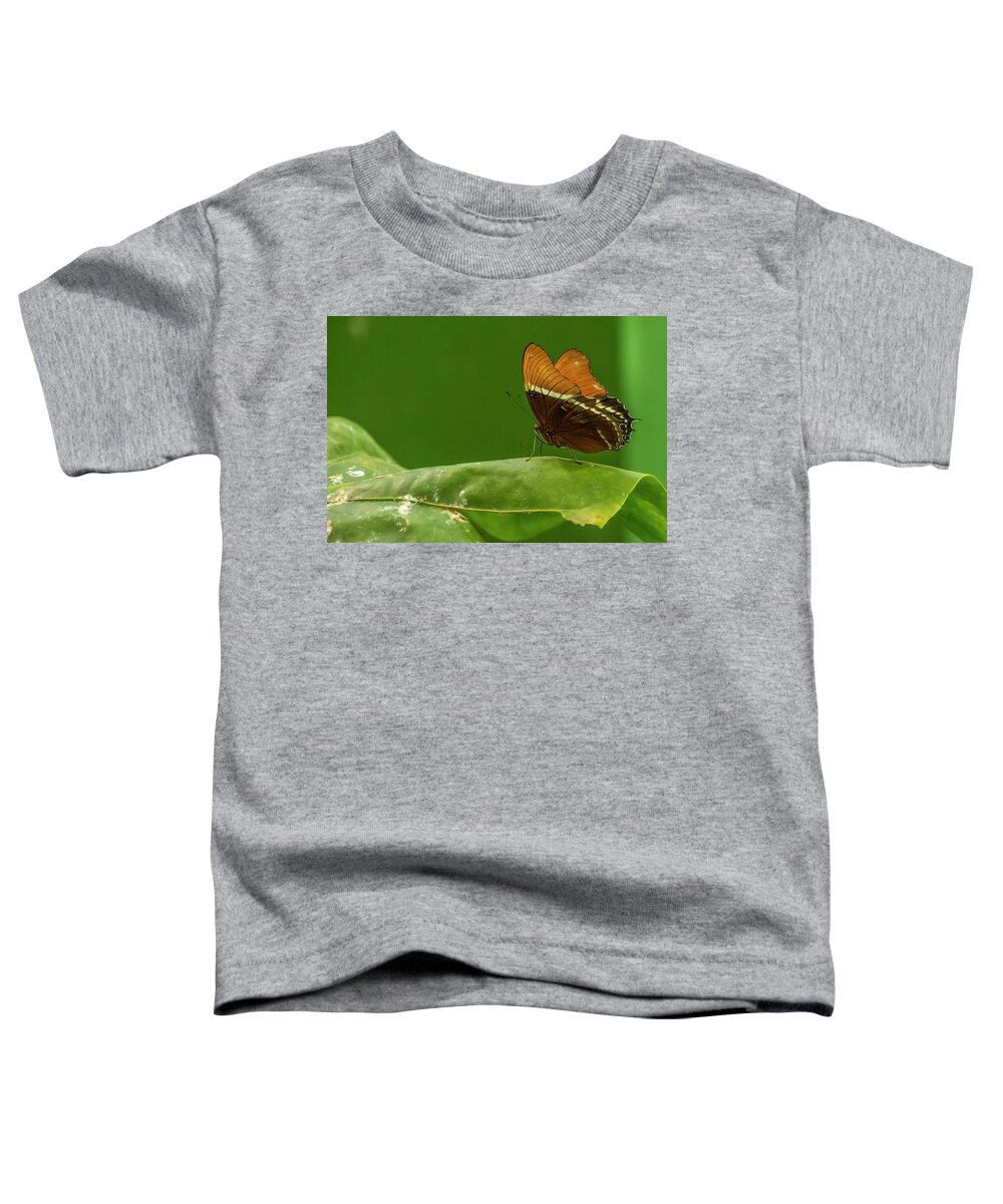 Butterfly Jungle Toddler T-Shirt featuring the photograph Rusty-Tipped Page Butterfly by Donald Pash
