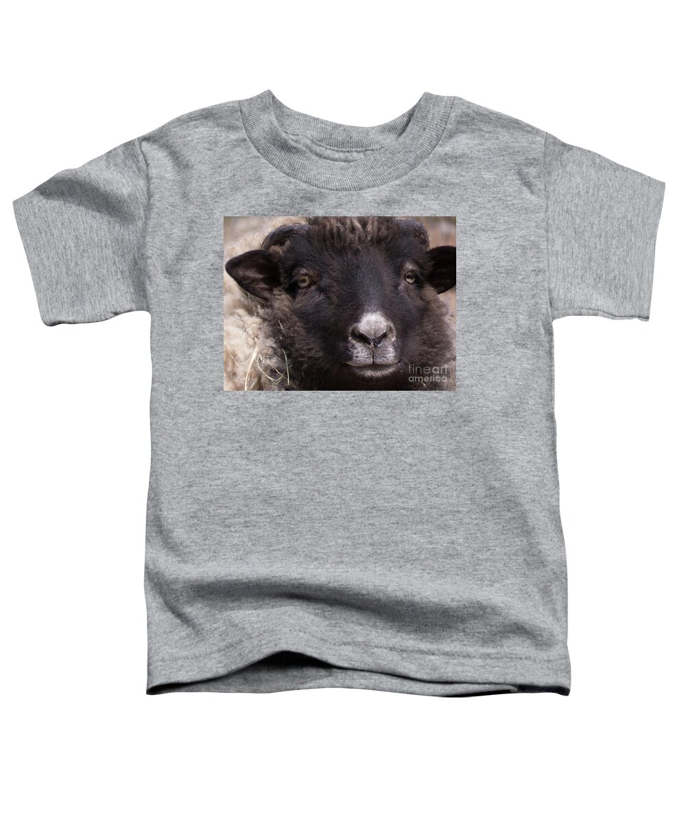 Sheep Toddler T-Shirt featuring the photograph Sheep Face 1 by Christy Garavetto