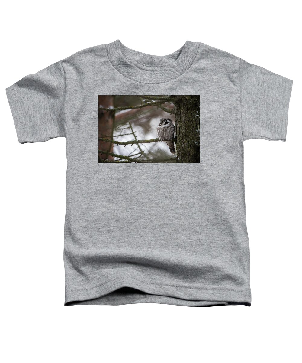 Northern Hawk Owl Toddler T-Shirt featuring the photograph The Northern Hawk Owl perching on a pine branch in the wood by Torbjorn Swenelius
