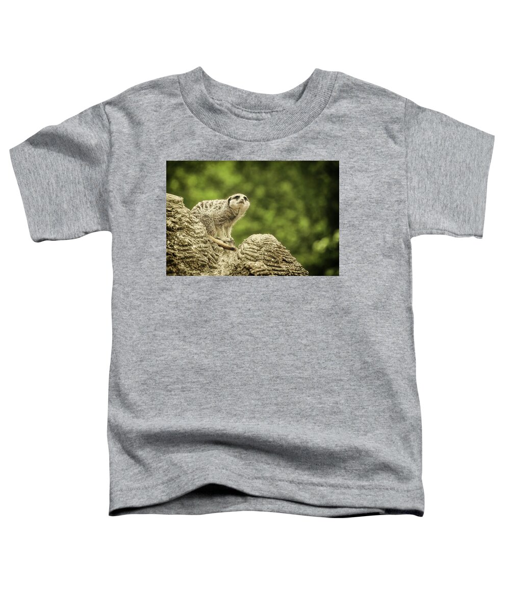 Meerkat Toddler T-Shirt featuring the photograph Watchful Meerkat by Chris Boulton