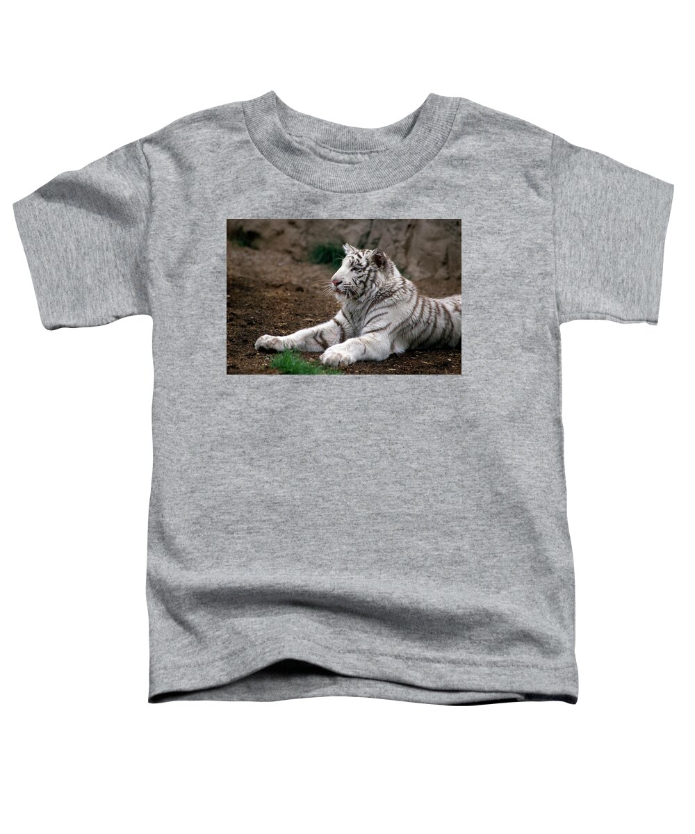 https://render.fineartamerica.com/images/rendered/default/t-shirt/34/9/images/artworkimages/medium/2/white-tiger-laying-on-the-ground-watching-intently-anim530-00201-kevin-russell.jpg?targetx=0&targety=0&imagewidth=340&imageheight=224&modelwidth=340&modelheight=410