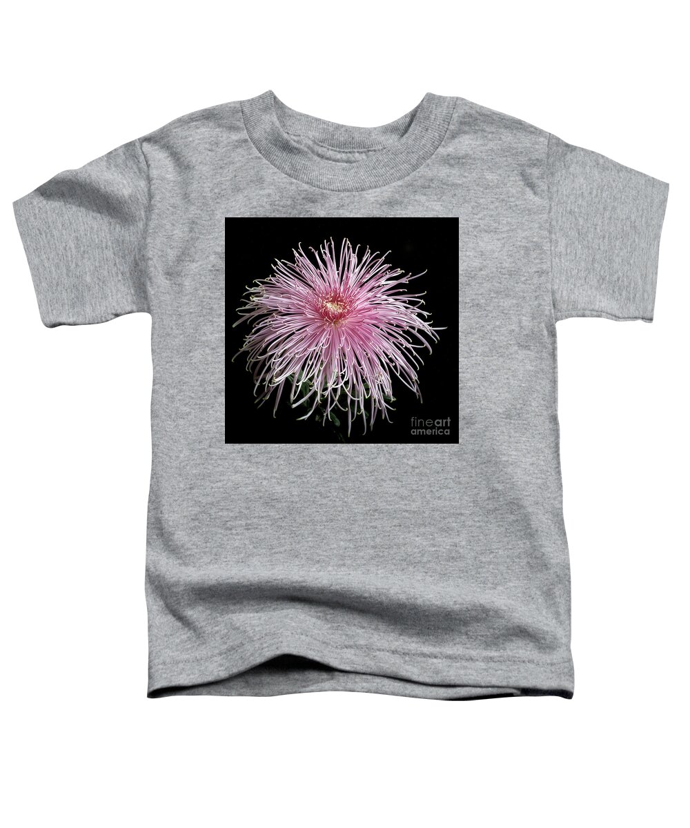 Flower Toddler T-Shirt featuring the photograph Chrysanthemum 'Pink Splendor' #1 by Ann Jacobson