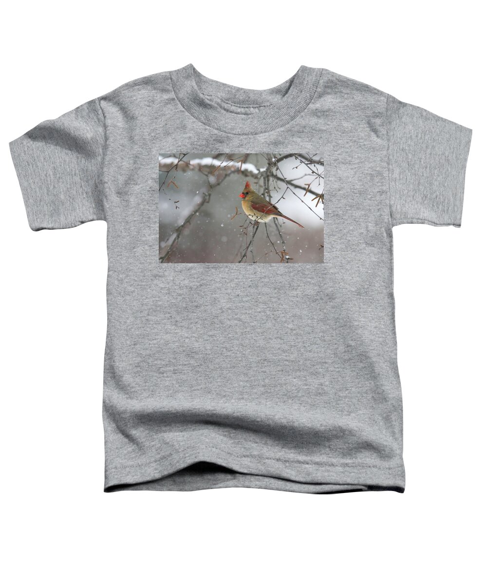 Cardinal Toddler T-Shirt featuring the photograph Winter Cardinal #1 by Brook Burling