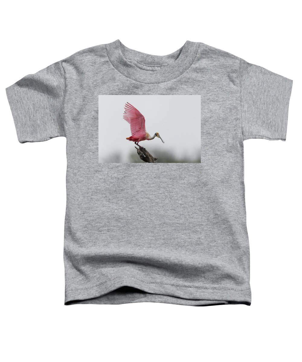 Roseate Spoonbill Toddler T-Shirt featuring the photograph Shades of Pink by Puttaswamy Ravishankar