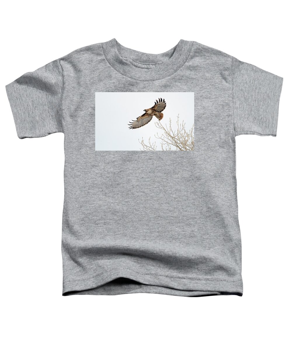 Stillwater Wildlife Refuge Toddler T-Shirt featuring the photograph Red Tailed Hawk 7 #2 by Rick Mosher