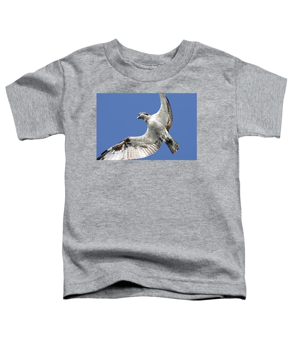 Osprey Toddler T-Shirt featuring the photograph A Close-Up of Osprey by Mingming Jiang