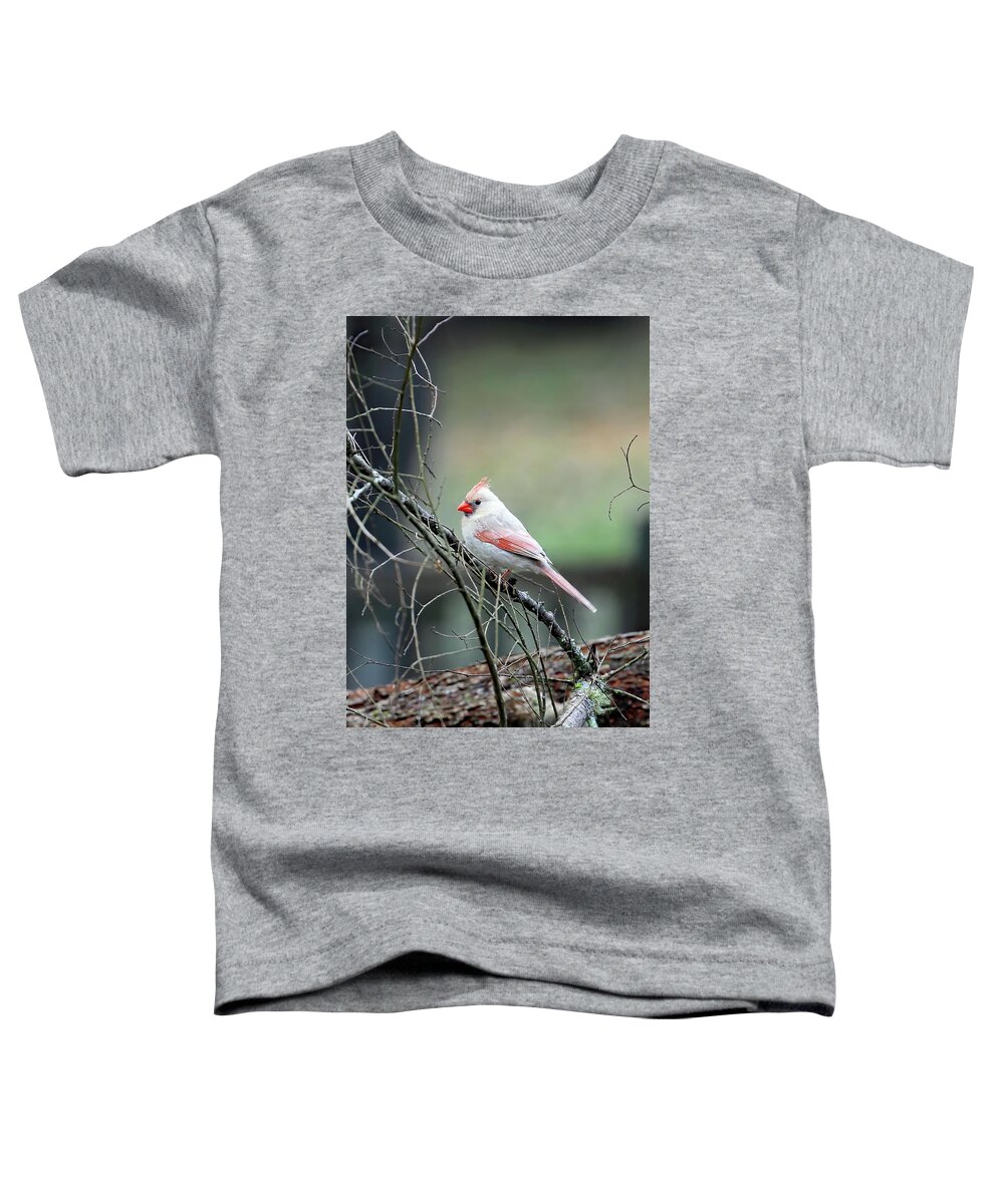 Northern Cardinal Toddler T-Shirt featuring the photograph A Rare Northerner by Jennifer Robin