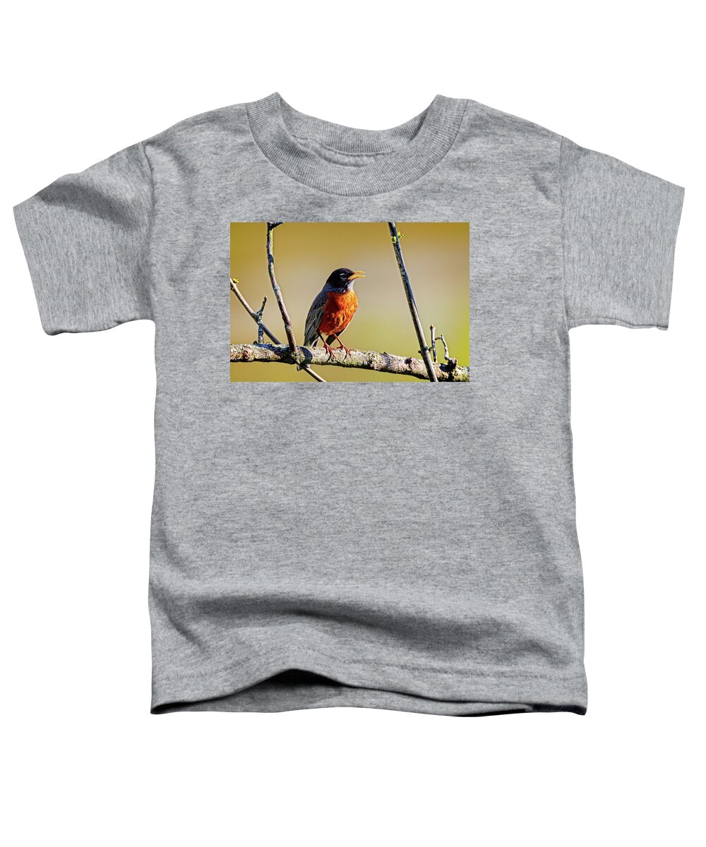 Turdus Migratorius Toddler T-Shirt featuring the photograph American Robin by Pheasant Run Gallery