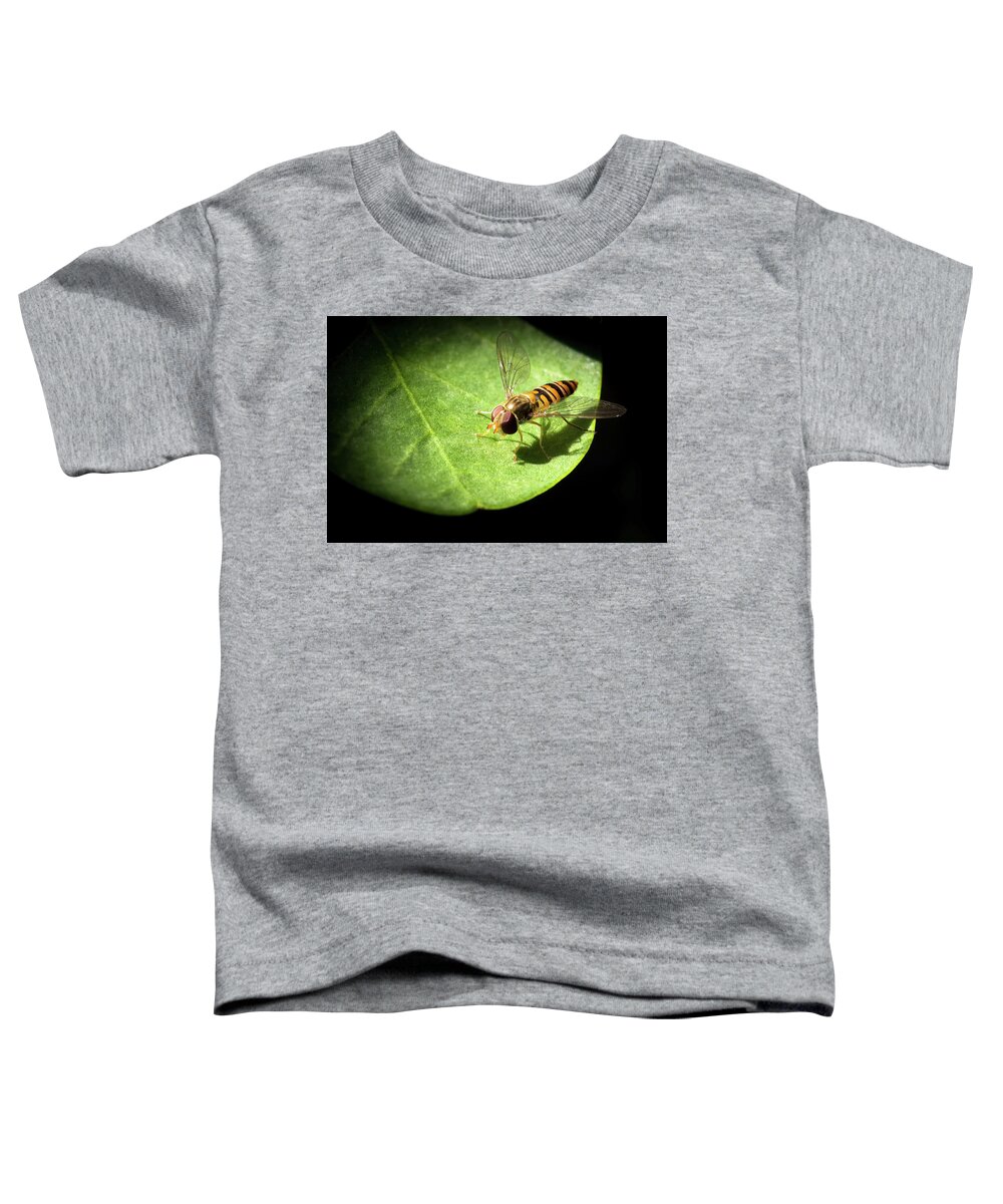 Capparis Spinosa Toddler T-Shirt featuring the photograph Belted hoverfly, Syrphidae on caper leaf by Jean-Luc Farges