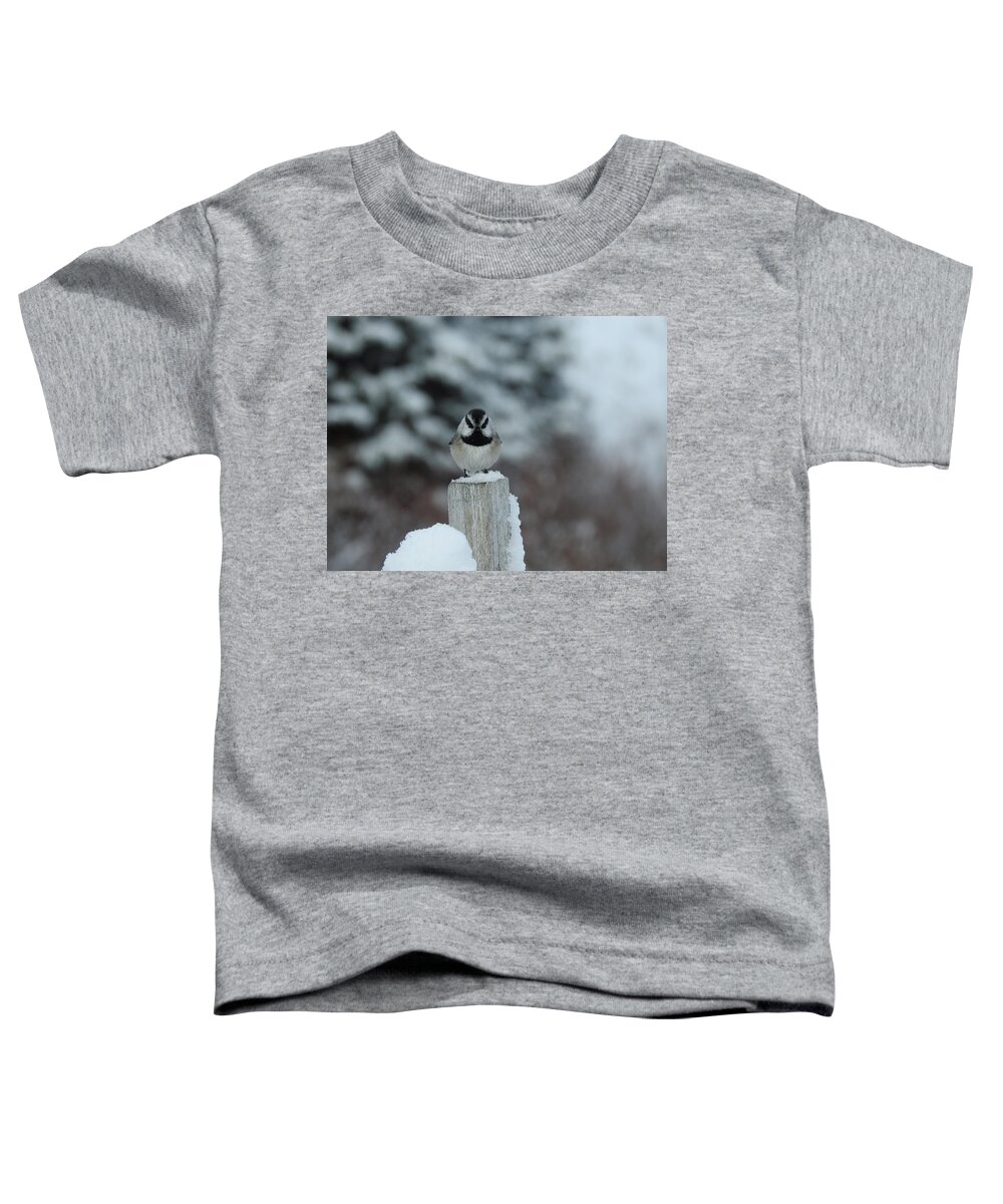 Black Capped Chickadee Toddler T-Shirt featuring the photograph Black Capped Chickadee by Nicola Finch