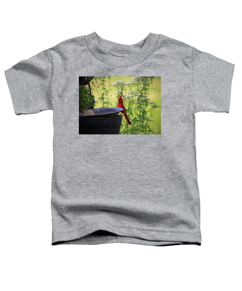Cardinal Toddler T-Shirt featuring the photograph Cardinal Postcard by Pam Rendall