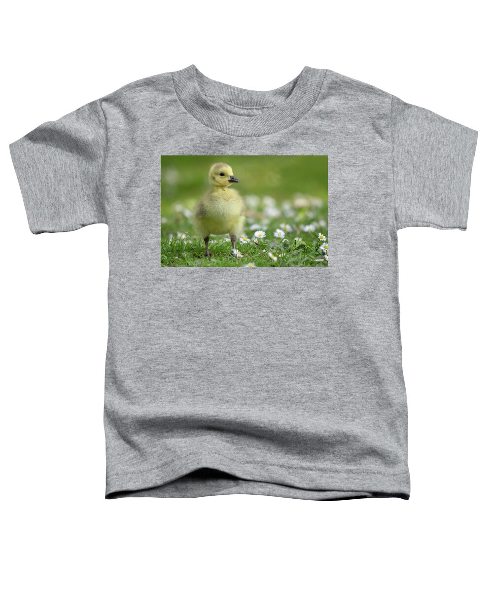 Gosling Toddler T-Shirt featuring the photograph Cute Gosling by Gareth Parkes