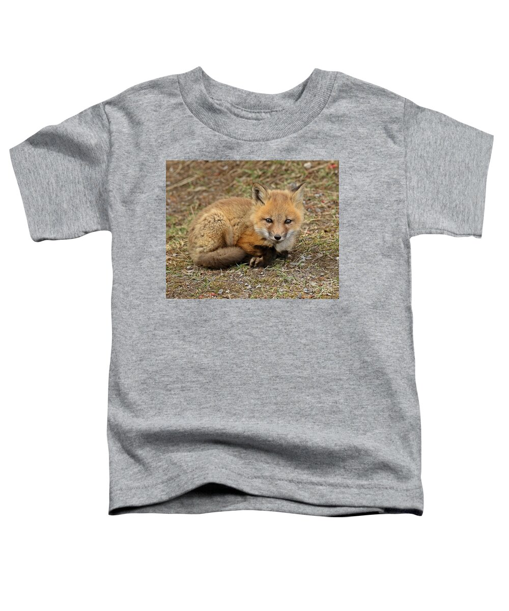 Baby Fox Toddler T-Shirt featuring the photograph Cuteness overload by Heather King