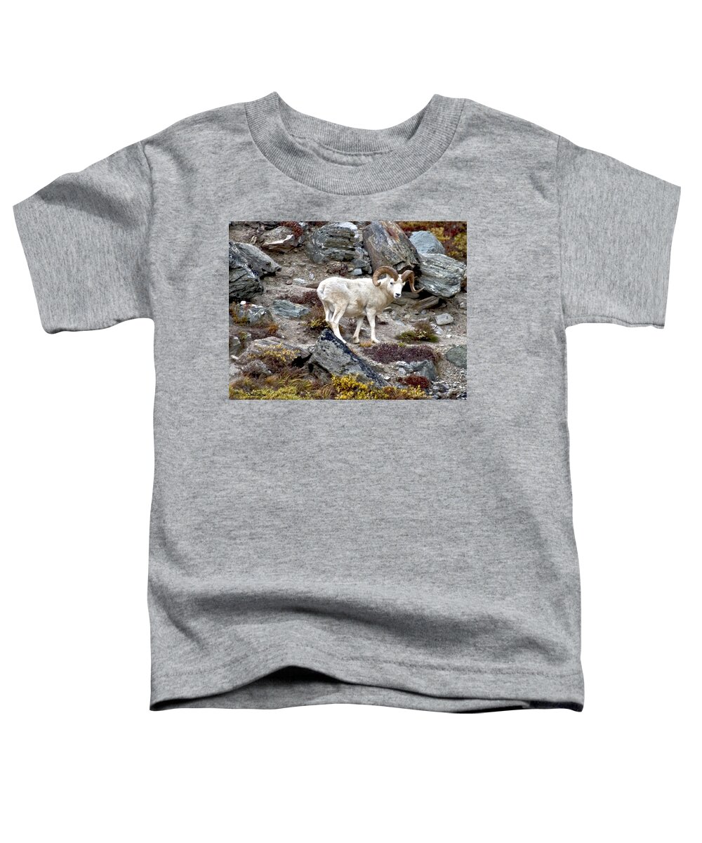 Wildlife Puzzle Toddler T-Shirt featuring the photograph Dall Ram in Denali by David Salter