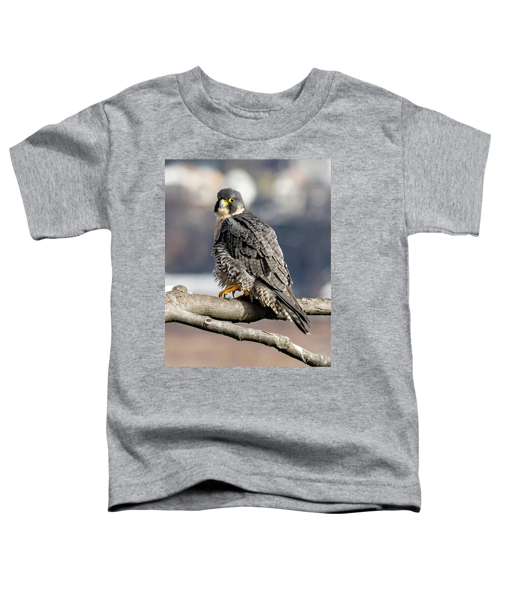 Birds Toddler T-Shirt featuring the photograph Falcon in Winter-2 by Kevin Suttlehan
