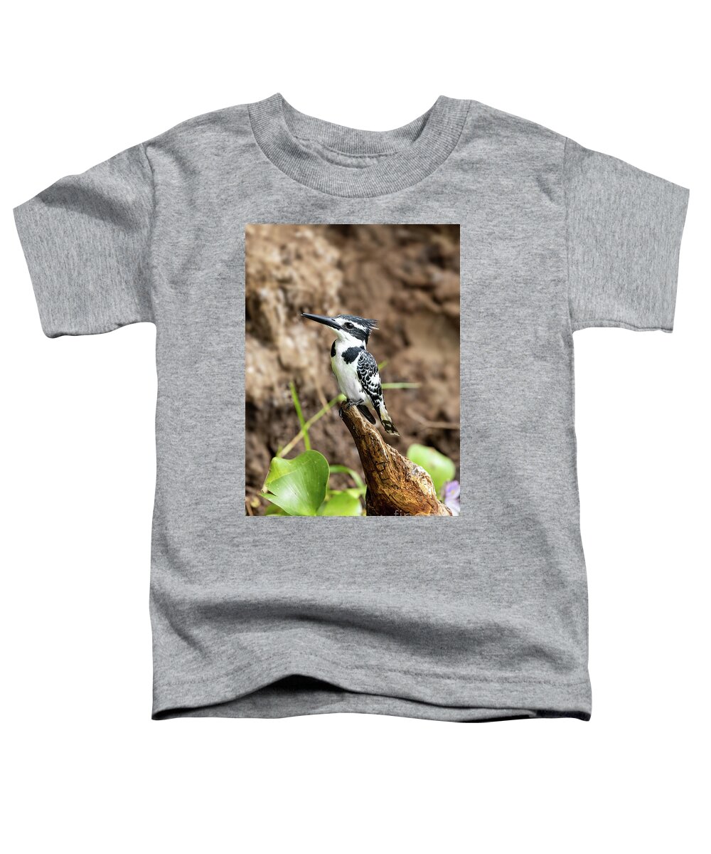 African Pied Kingfisher Toddler T-Shirt featuring the photograph Female African pied kingfisher, Ceryle rudis, perched on the banks of Lake Edward, Queen Elizabeth National Park, Uganda. This is a popular breeding ground where the birds nest in the soft soil. by Jane Rix