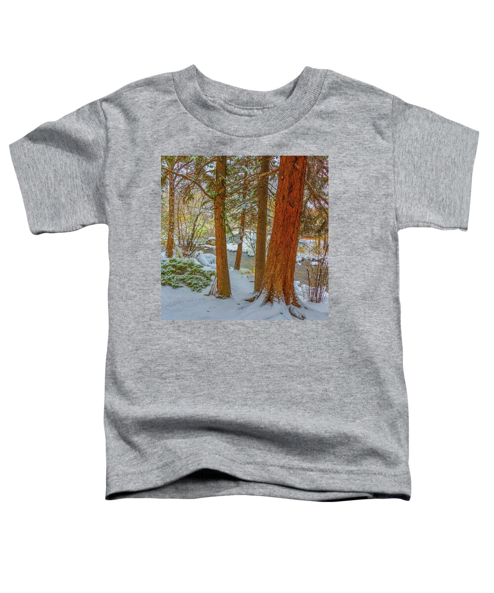 Calm Toddler T-Shirt featuring the photograph Pine Trees in Snow by Tom Potter