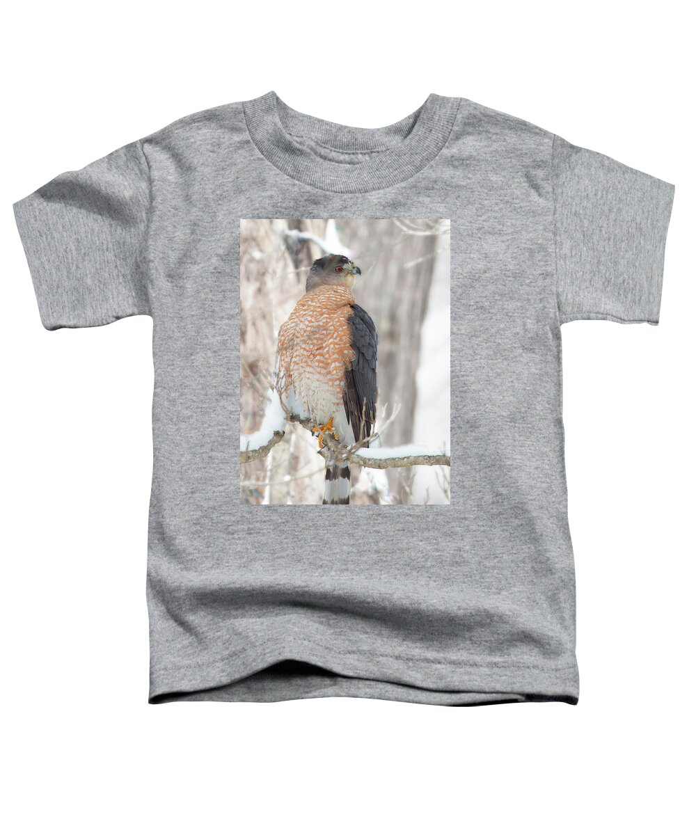 Wildlife Toddler T-Shirt featuring the photograph Hawk in the Snow by Gina Fitzhugh