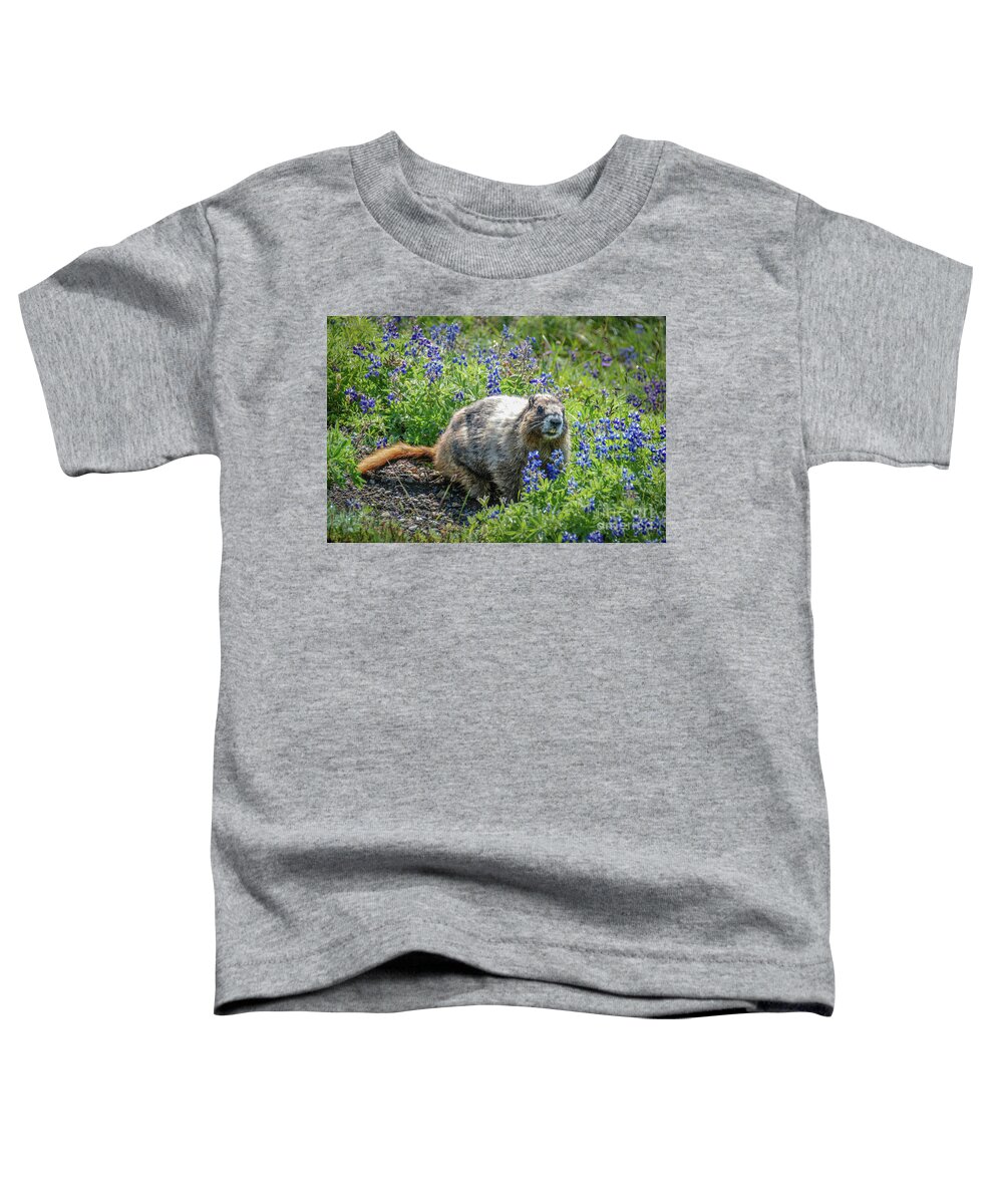 Hoary Marmot Toddler T-Shirt featuring the photograph Hoary Marmot in Subalpine Lupine #3 by Nancy Gleason