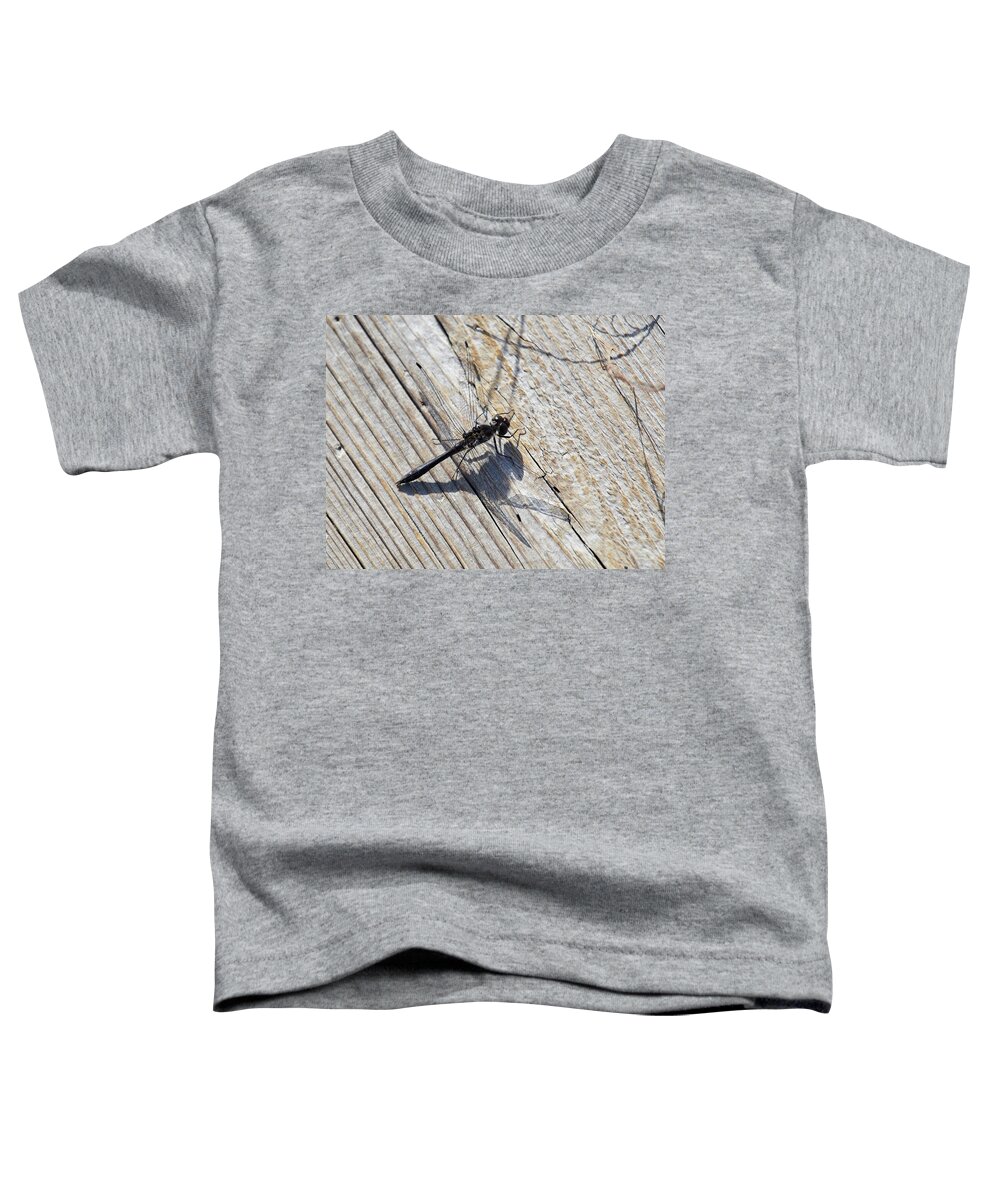 Finland Toddler T-Shirt featuring the photograph Just a moment in the sun. Black darter by Jouko Lehto