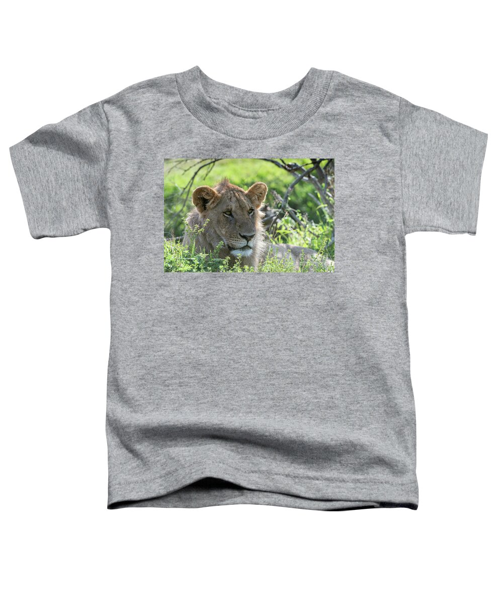 Animals Toddler T-Shirt featuring the photograph Just Pausing by Sandra Bronstein