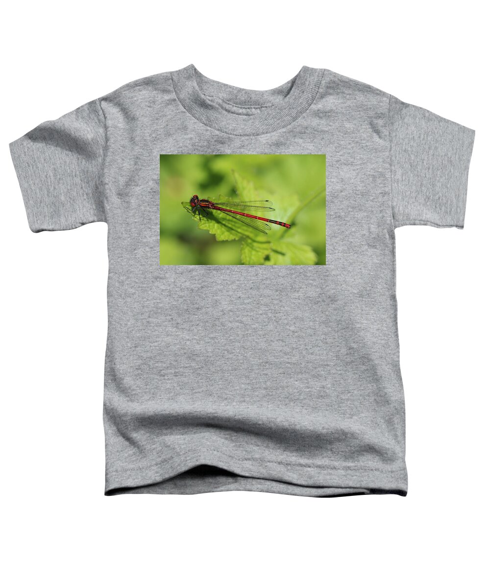 Beautiful Toddler T-Shirt featuring the photograph Large Red Damselfly Resting On Leaf With Green Bokeh Background by Tom Conway