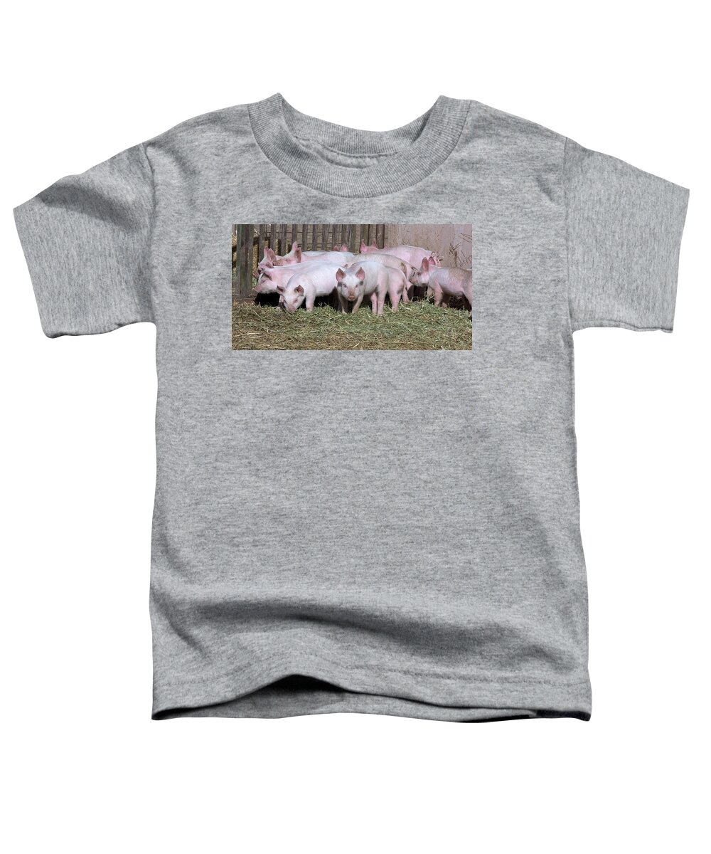 Piglets Toddler T-Shirt featuring the photograph Lucky Piggies by Kae Cheatham