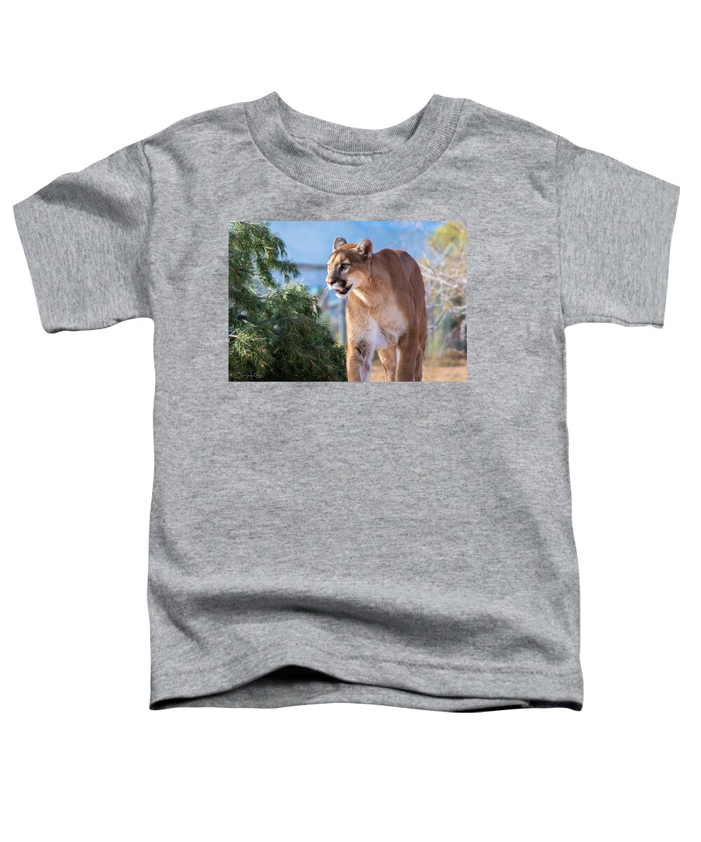 Mountain Lion Fstop101 Wildlife Toddler T-Shirt featuring the photograph Mountain Lion by Geno Lee