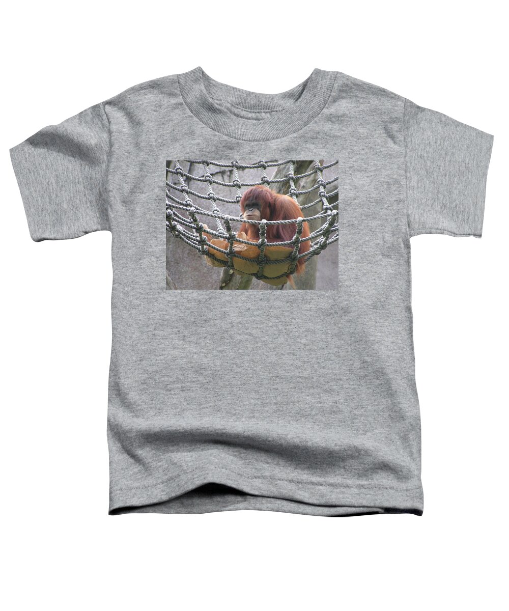 Audubon Zoo Toddler T-Shirt featuring the photograph Orangutan by Heather E Harman