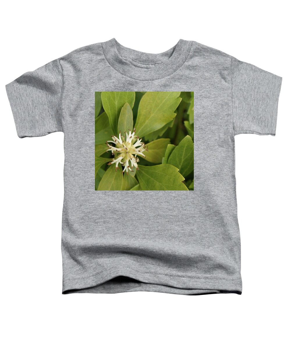 Pachysandra Toddler T-Shirt featuring the photograph Pachysandra - 1 by Jeffrey Peterson