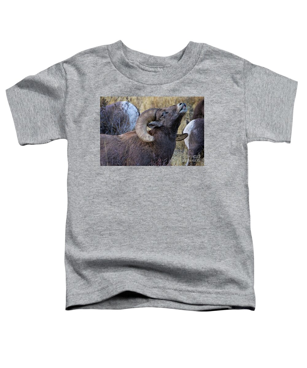 Bighorn Sheep Toddler T-Shirt featuring the photograph Pheromones by Jim Garrison