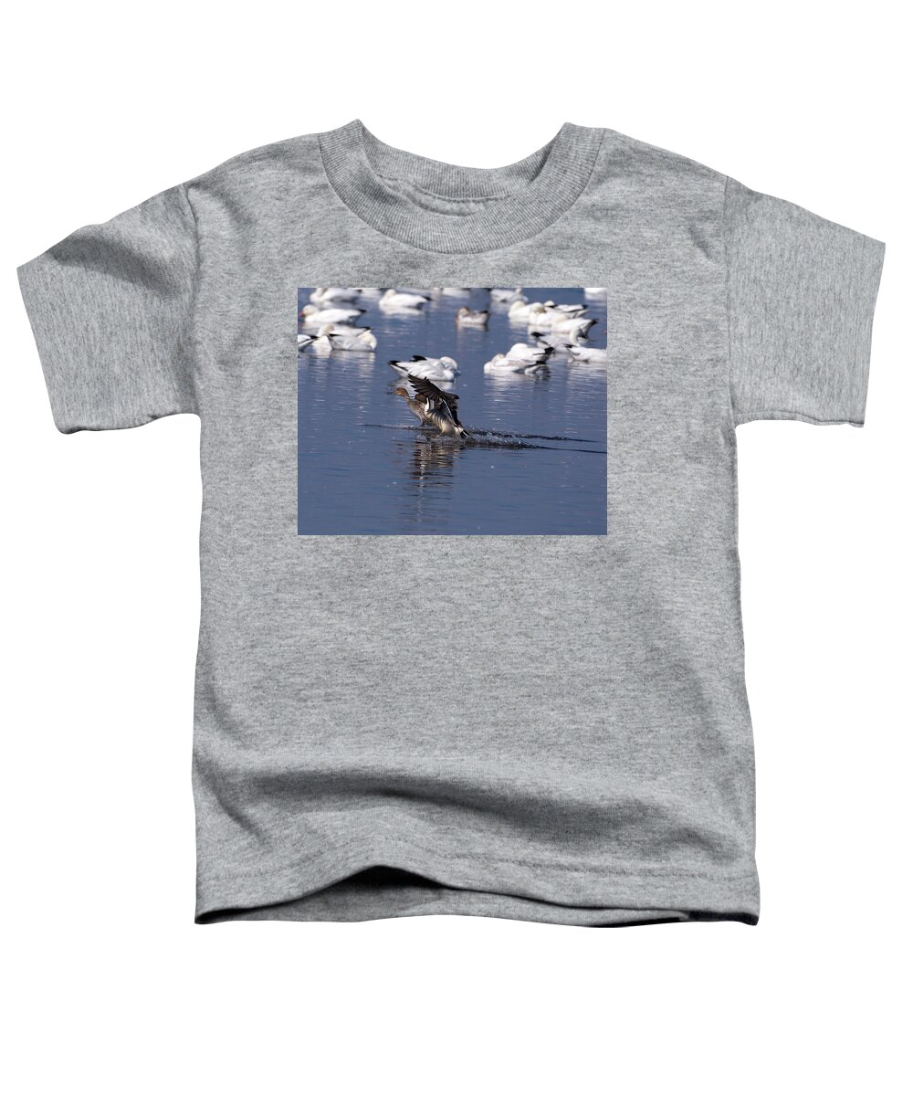 Pintail Toddler T-Shirt featuring the photograph Pintail Pair Landing by Flinn Hackett