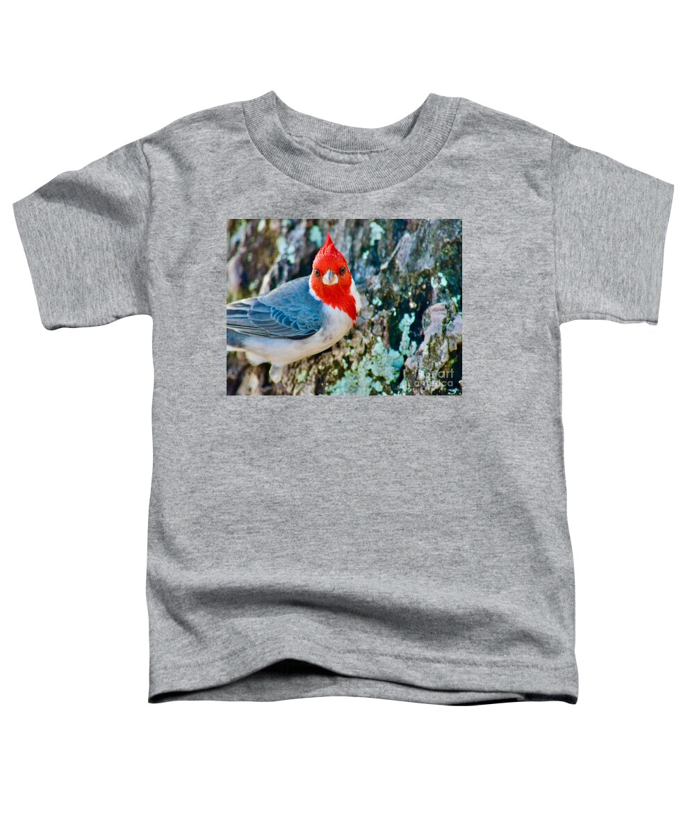Red Crested Cardinal Toddler T-Shirt featuring the photograph Red Cardinal Beauty by Debra Banks