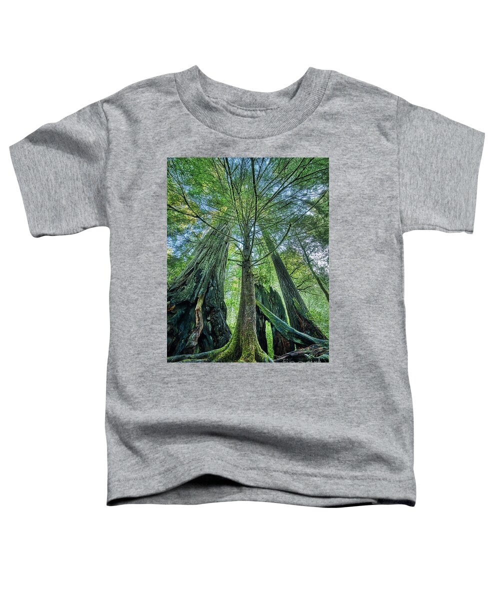 Redwood National Park Trees Toddler T-Shirt featuring the photograph Redwood National Park Trees by Dustin K Ryan