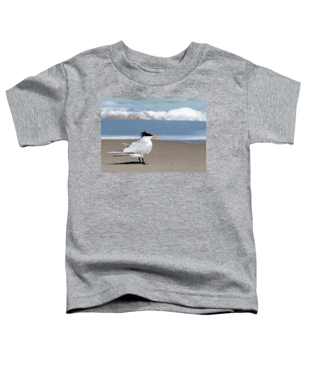 Birds Toddler T-Shirt featuring the photograph Royal Tern by David Lee