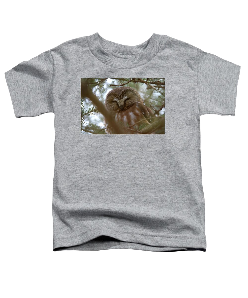 Saw-whet Owl Toddler T-Shirt featuring the photograph Saw Whet Owl Resting by Flinn Hackett