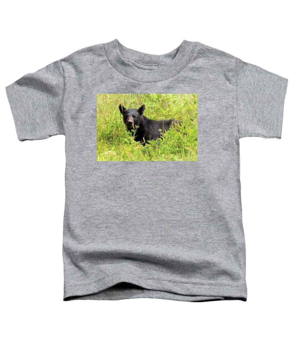 Bear Toddler T-Shirt featuring the photograph Smoky Mountains - Black Bear in the Meadow by Susan Rissi Tregoning