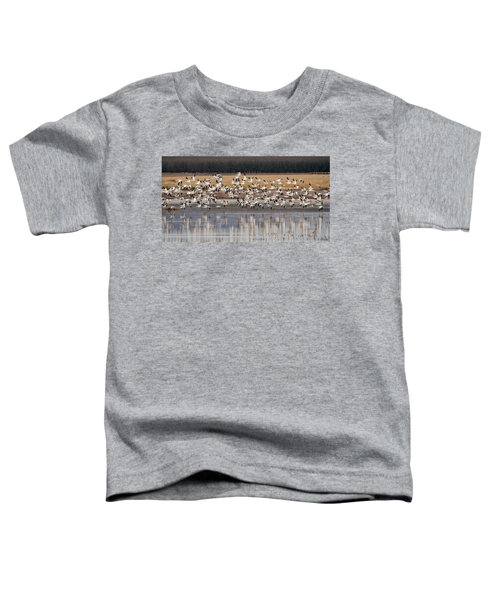 Snow Geese Toddler T-Shirt featuring the photograph Snow Geese 3444-020122-2 by Tam Ryan