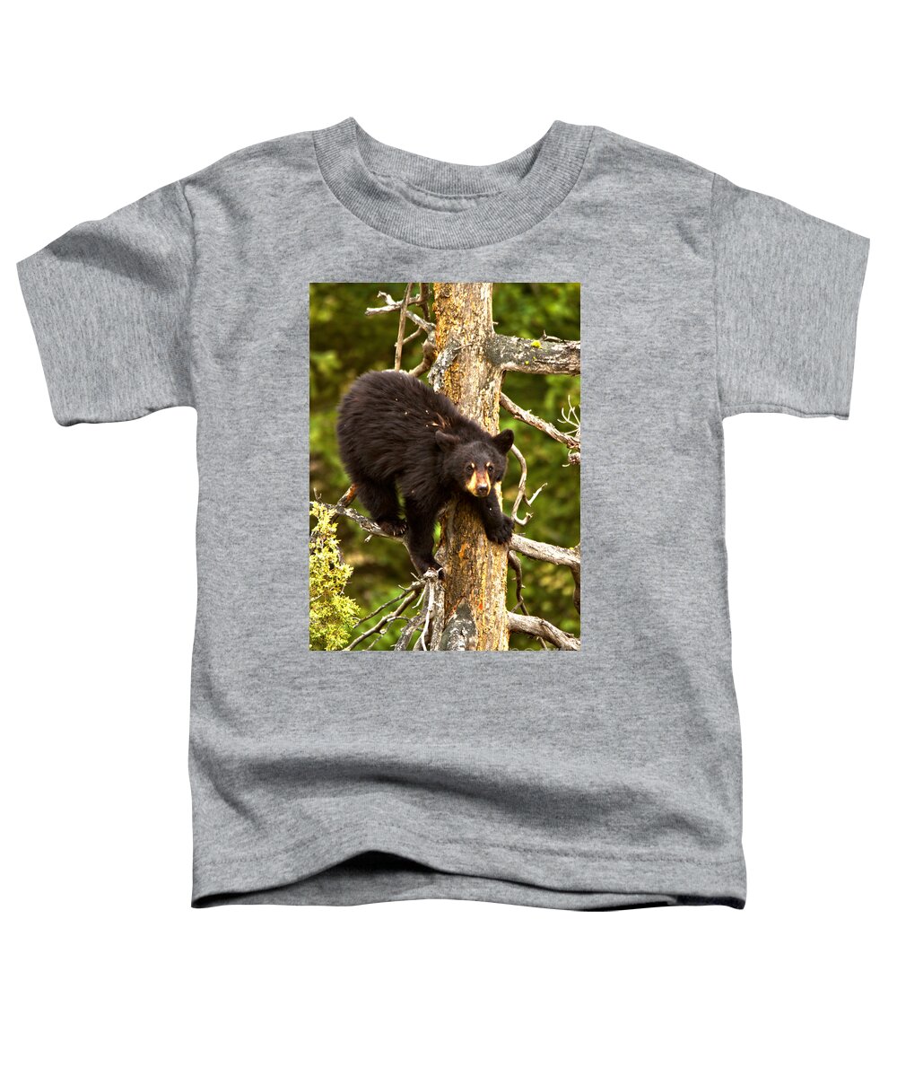 Black Bears Toddler T-Shirt featuring the photograph The Aerial Sniffer by Adam Jewell