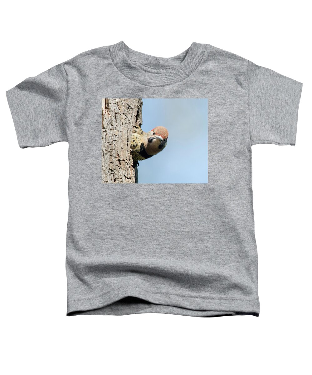 Woodpecker Toddler T-Shirt featuring the photograph Where Is Mom by CR Courson