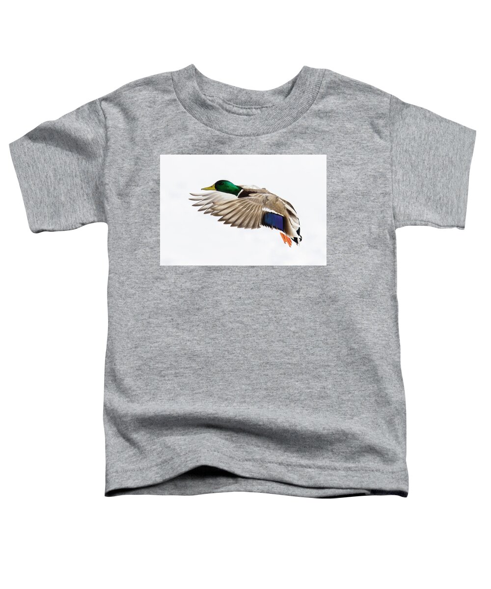 Anas Toddler T-Shirt featuring the photograph Winter Drake by Mircea Costina Photography