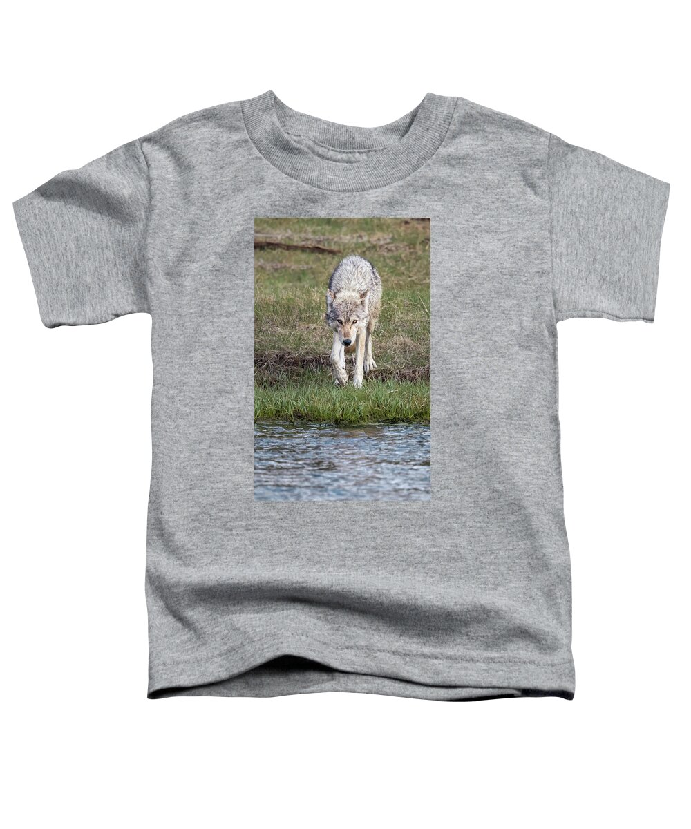 Wolf Toddler T-Shirt featuring the photograph Wolf Strolling to the River by Joan Carroll