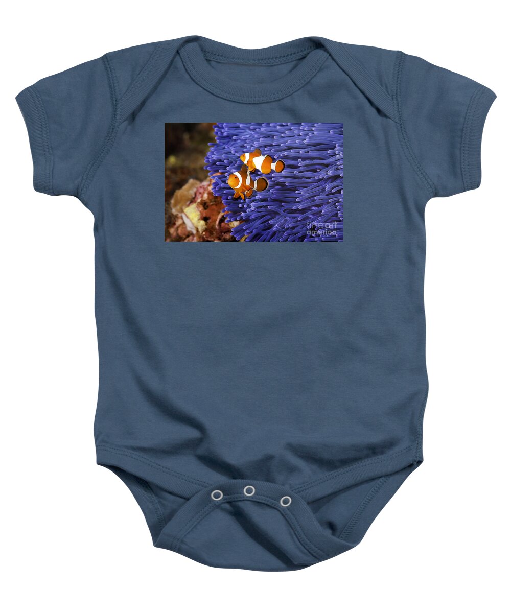  Anemone Baby Onesie featuring the photograph Ocellaris Clownfish by Anthony Totah