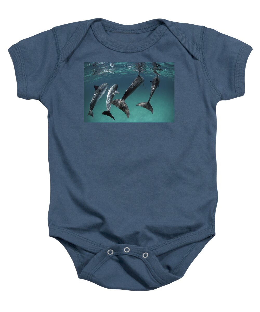 Mp Baby Onesie featuring the photograph Atlantic Spotted Dolphin Stenella #2 by Flip Nicklin