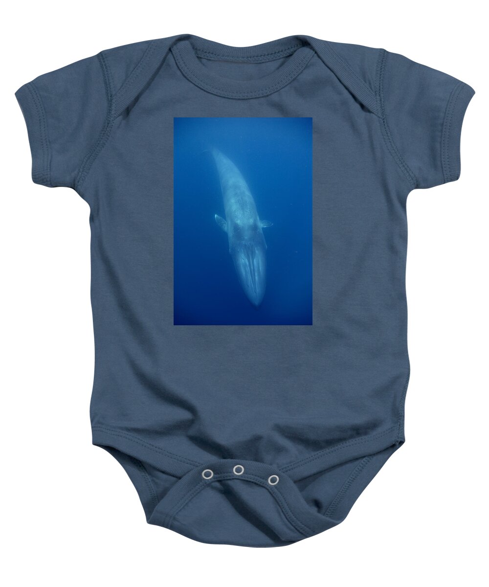 00429401 Baby Onesie featuring the photograph Blue Whale Baby Swimming Costa Rica by Flip Nicklin