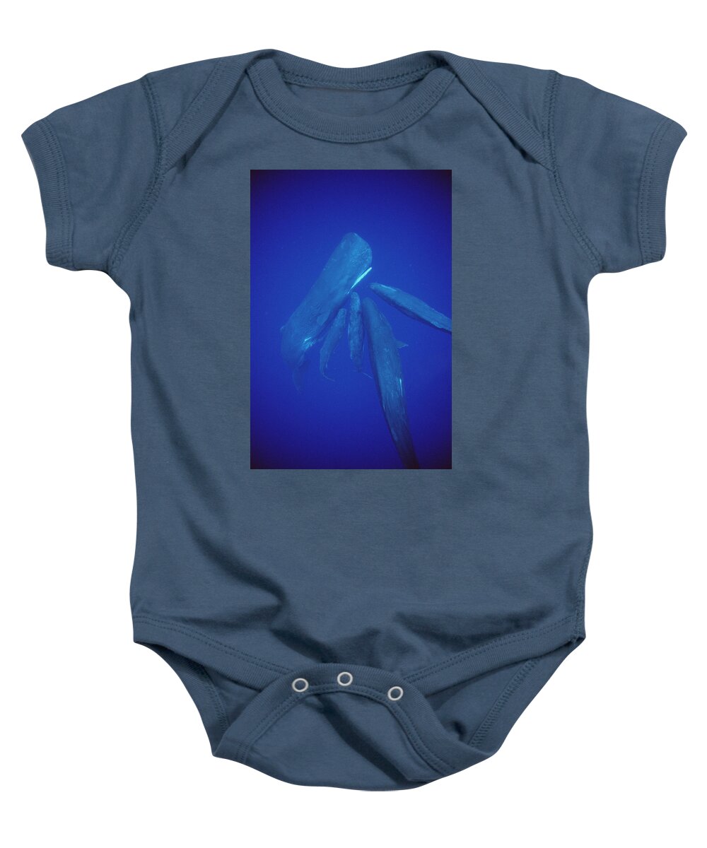 00113845 Baby Onesie featuring the photograph Sperm Whale Pod Socializing Dominica by Flip Nicklin
