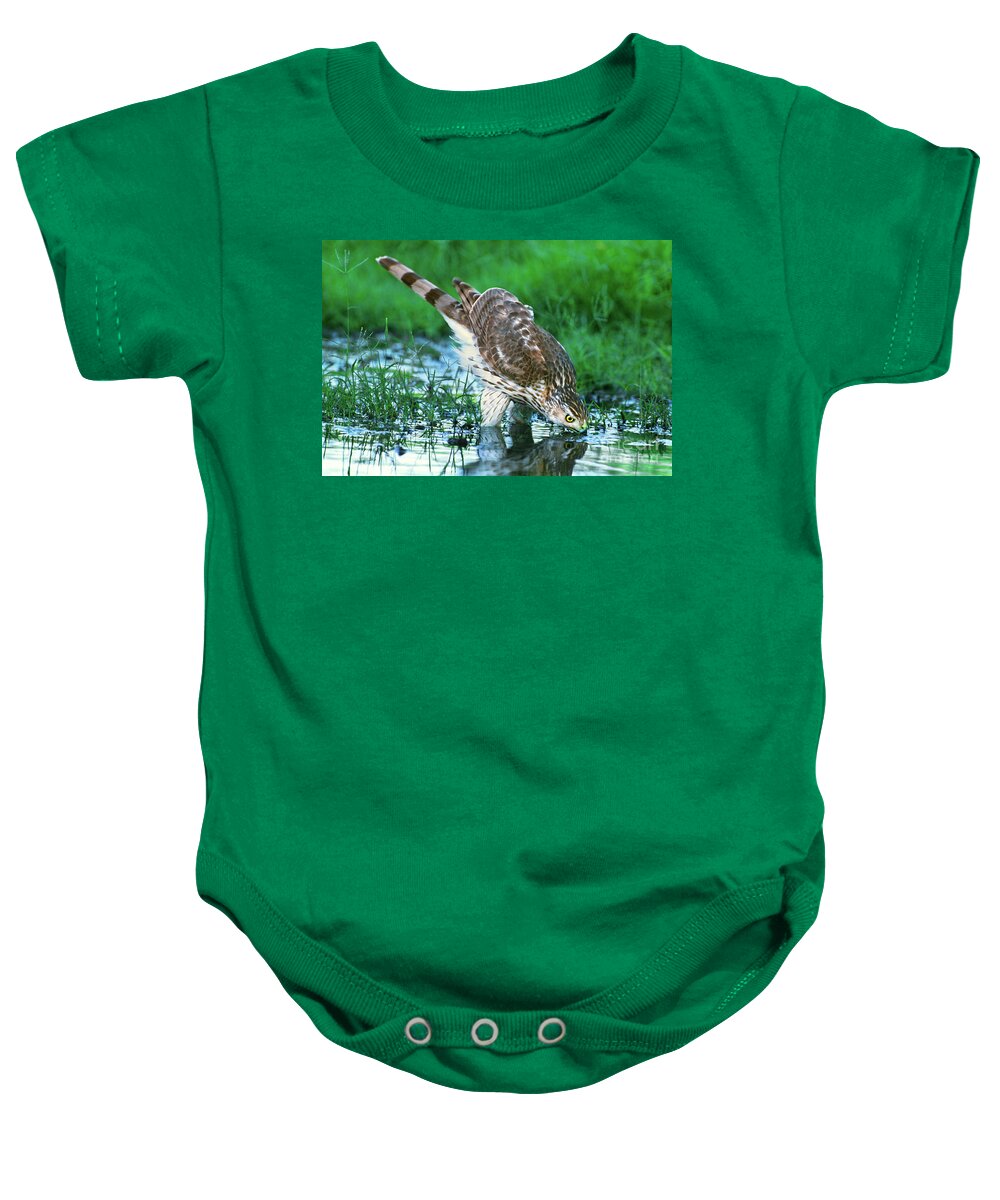 Cooper's Hawk Baby Onesie featuring the photograph A Wild Juvenile Cooper's Hawk Drinks from a Pond by Dave Welling