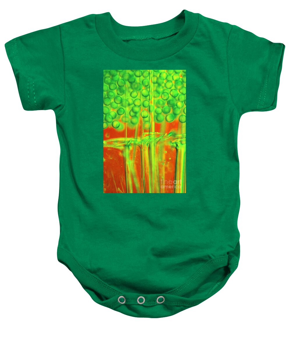 Light Microscopy Baby Onesie featuring the photograph Geodia by M I Walker