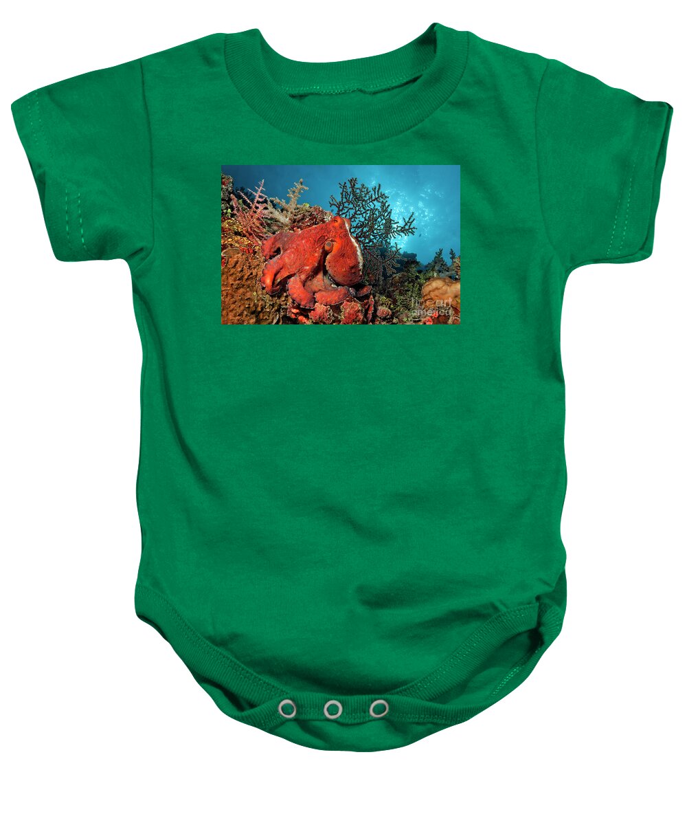 Animal Baby Onesie featuring the photograph On the Wall by Norbert Probst